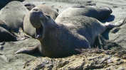 PICTURES/Elephant Seals on Cambria Beach/t_P1050268.JPG